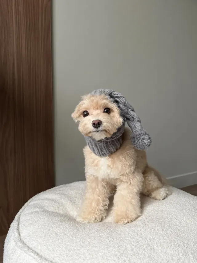 Шапка для собак, шапка для собак мелких пород